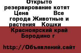 Открыто резервирование котят › Цена ­ 15 000 - Все города Животные и растения » Кошки   . Красноярский край,Бородино г.